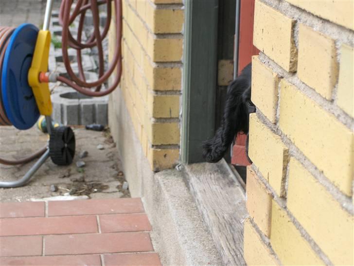 Cocker spaniel tøsen - tit tit billede 14