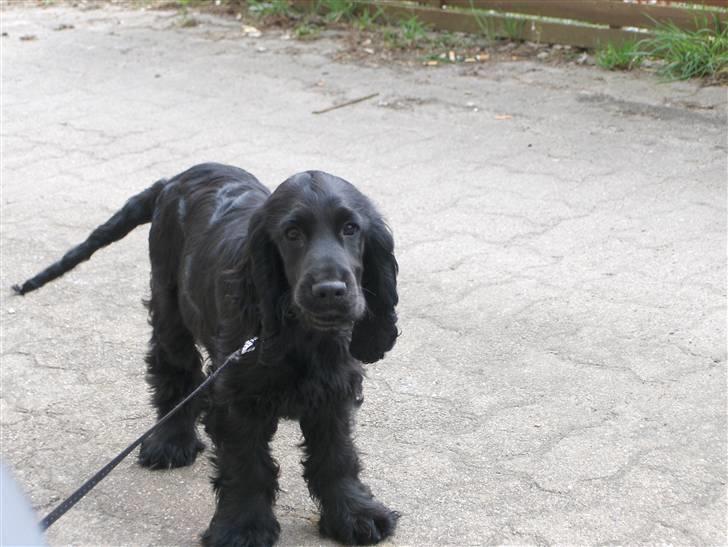 Cocker spaniel tøsen billede 15