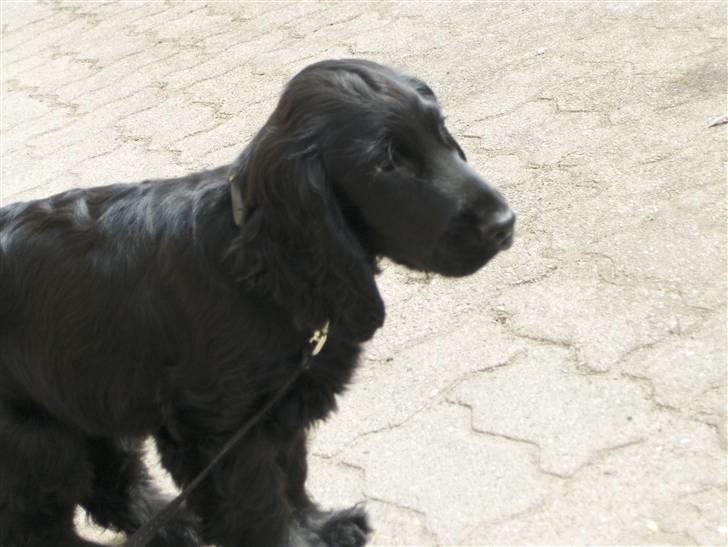 Cocker spaniel tøsen billede 16