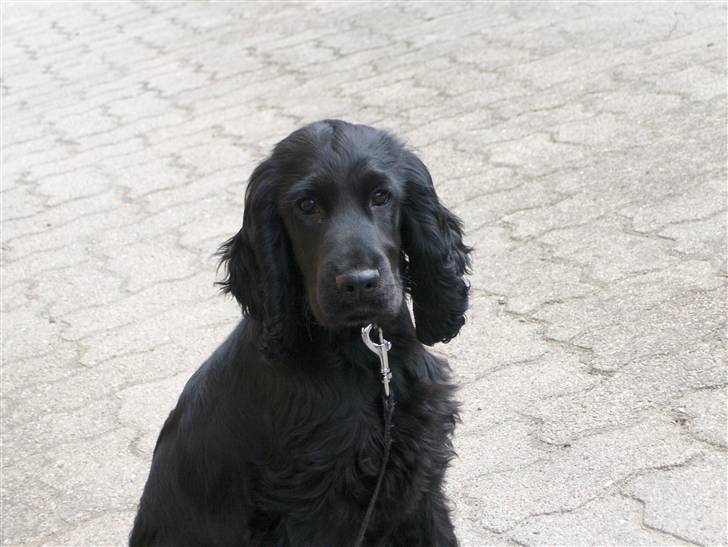 Cocker spaniel tøsen billede 17