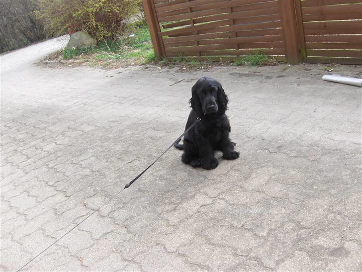 Cocker spaniel tøsen billede 18