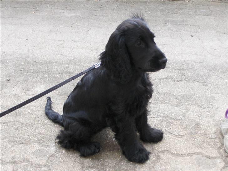 Cocker spaniel tøsen billede 19