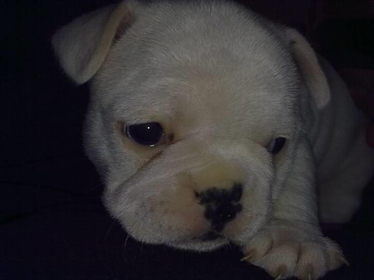 Fransk bulldog Troja billede 1