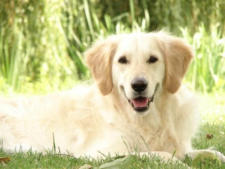 Golden retriever Trisha - Trisha på græsset. billede 1