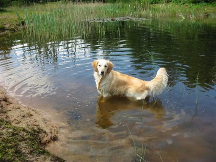 Golden retriever Trisha - Trisha nyder vandet. billede 2
