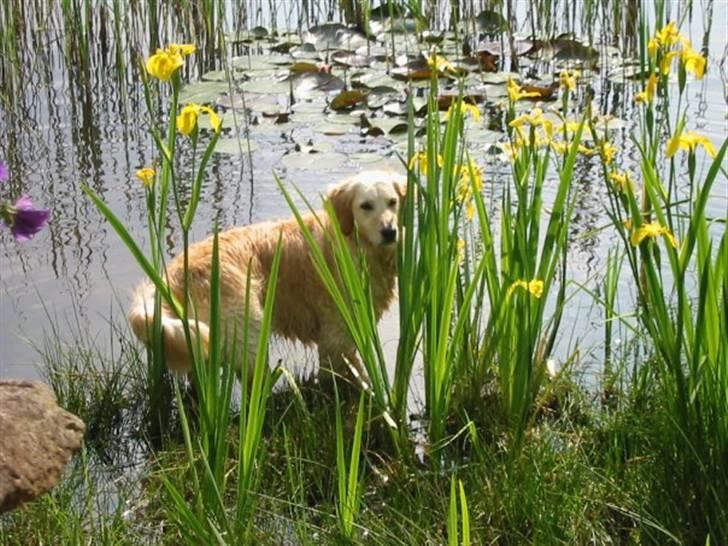 Golden retriever Trisha - Trisha nyder vandet. billede 3