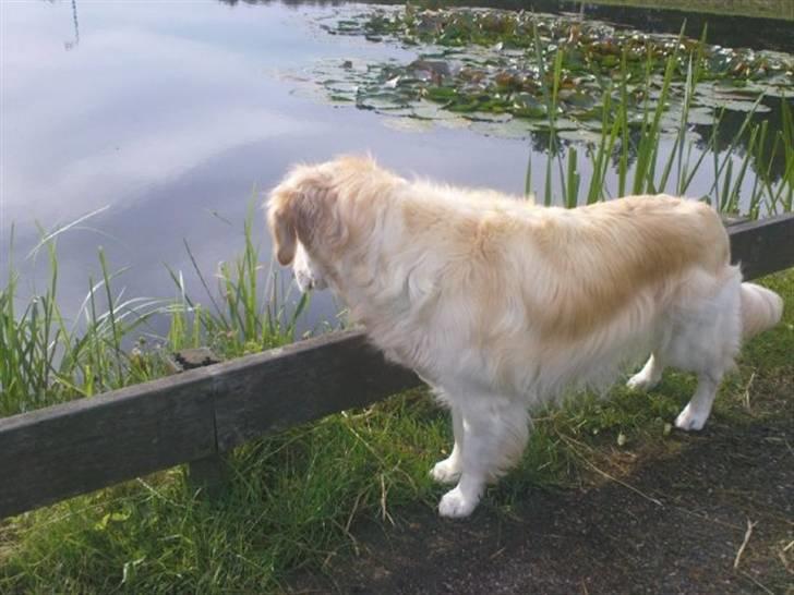 Golden retriever Trisha - Er der måske nogle fisk nede i vandet? :O billede 4