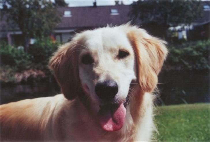 Golden retriever Trisha - Smil! billede 5