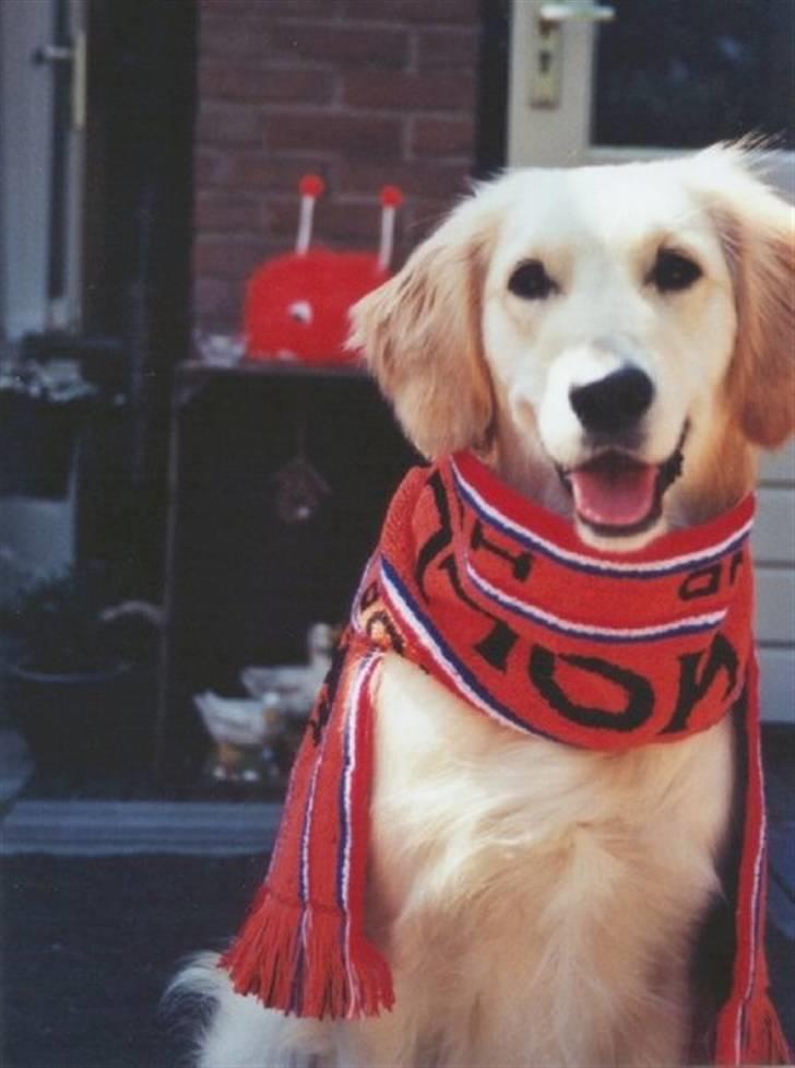 Golden retriever Trisha - Holland skal spille i aften. billede 6