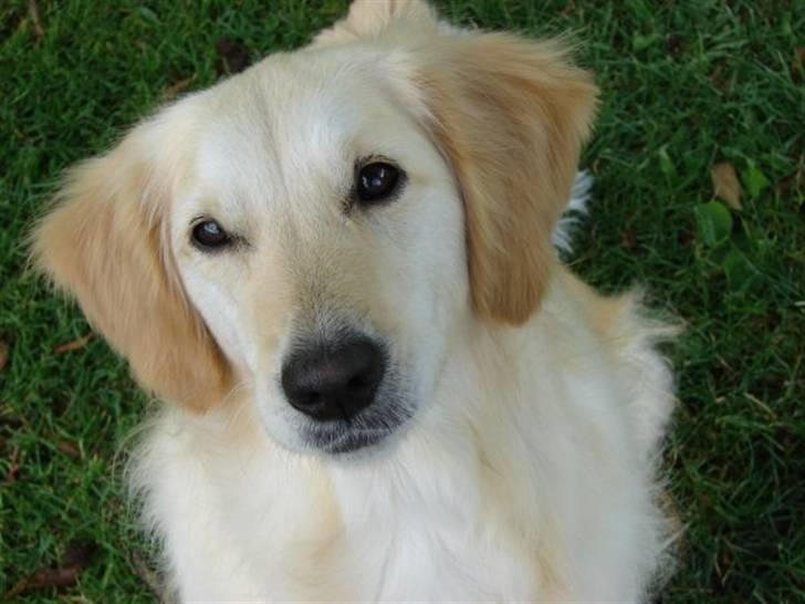 Golden retriever Trisha - Må jeg få bolden, please? billede 7