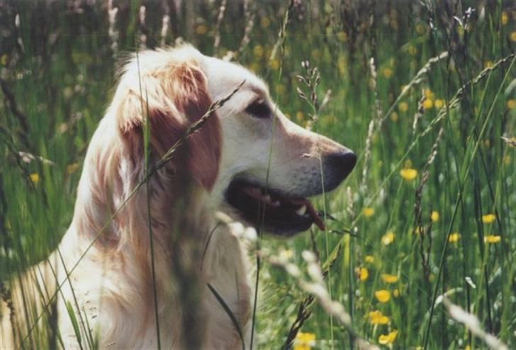 Golden retriever Trisha - Trisha nyder sommeren. billede 8