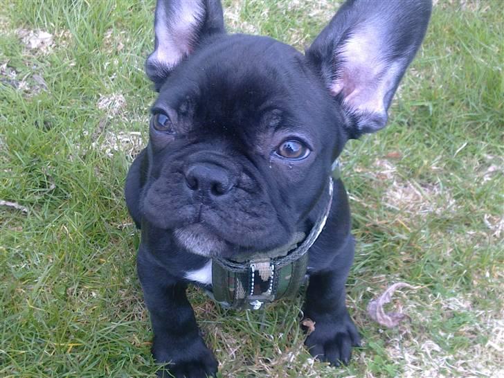 Fransk bulldog Felix billede 1