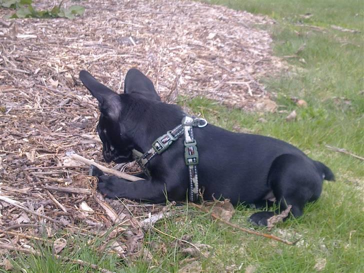 Fransk bulldog Felix billede 2