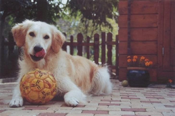 Golden retriever Trisha - "Fresh from the water." - Og stadig energisk.. billede 9