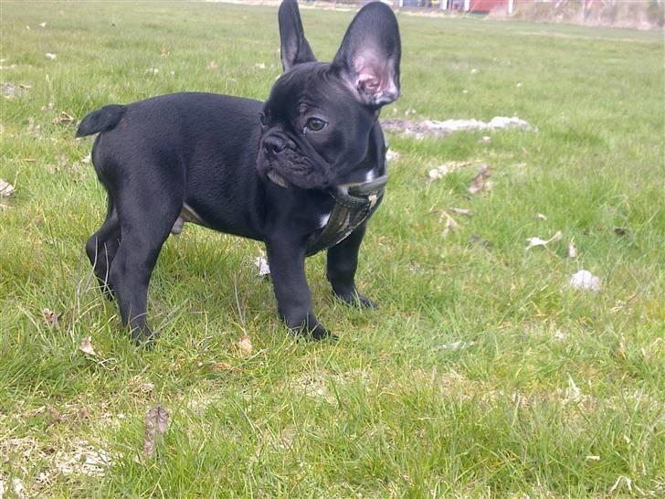 Fransk bulldog Felix billede 3