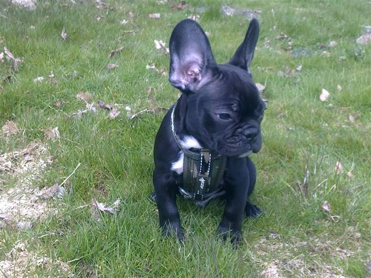 Fransk bulldog Felix billede 4