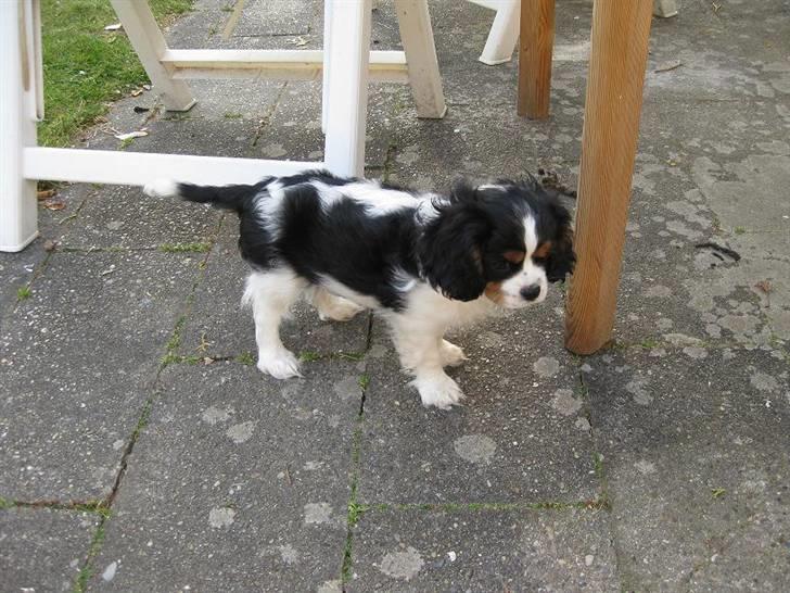 Cavalier king charles spaniel Jobbe - Jobbe 9 uger gammel billede 8