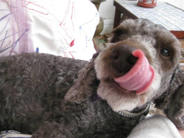 Mellempuddel Mille - den lange tunge!  billede 10