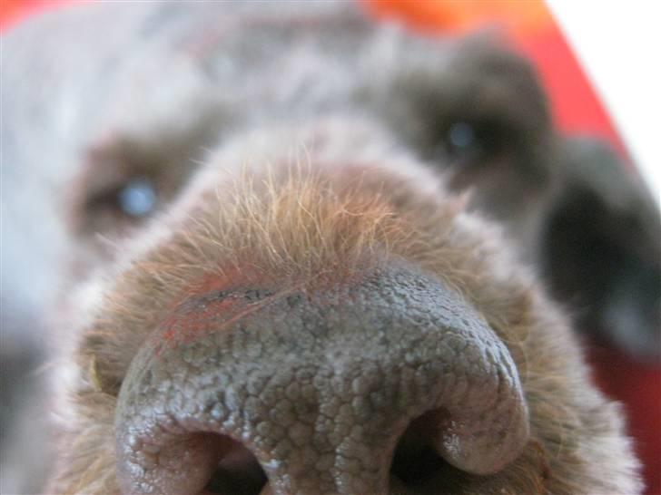 Mellempuddel Mille - hvad er det for en ting? billede 11