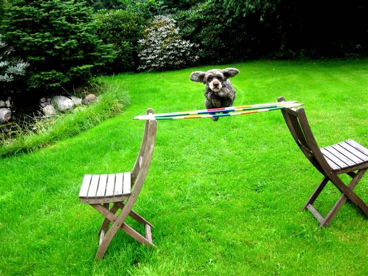 Mellempuddel Mille - det højeste jeg endnu har hoppet! billede 12