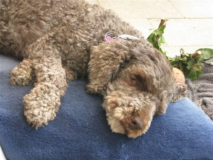 Mellempuddel Mille - jeg tager mig lige en lur. billede 13