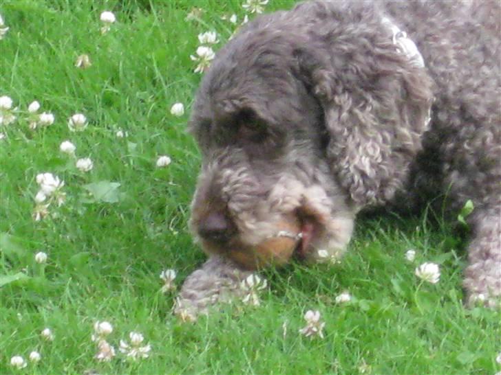 Mellempuddel Mille - skal vi lege? billede 14