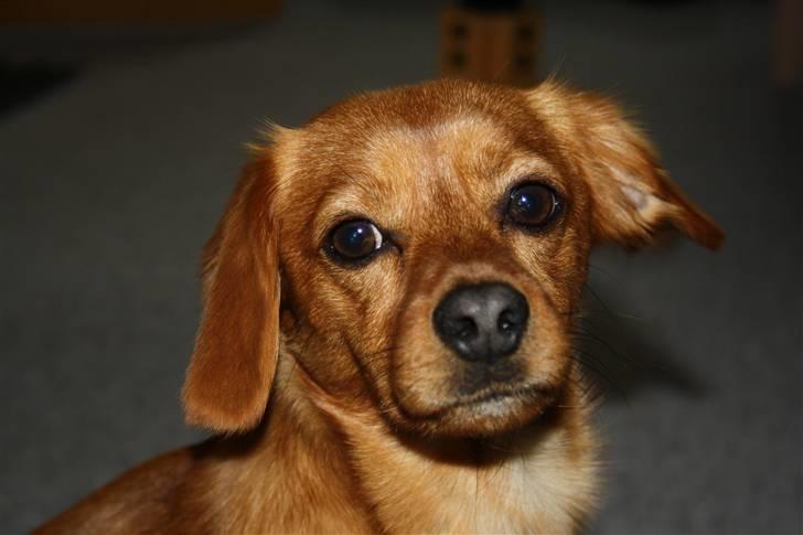 Blanding af racer Buster billede 8