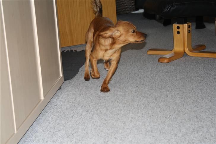 Blanding af racer Buster billede 9