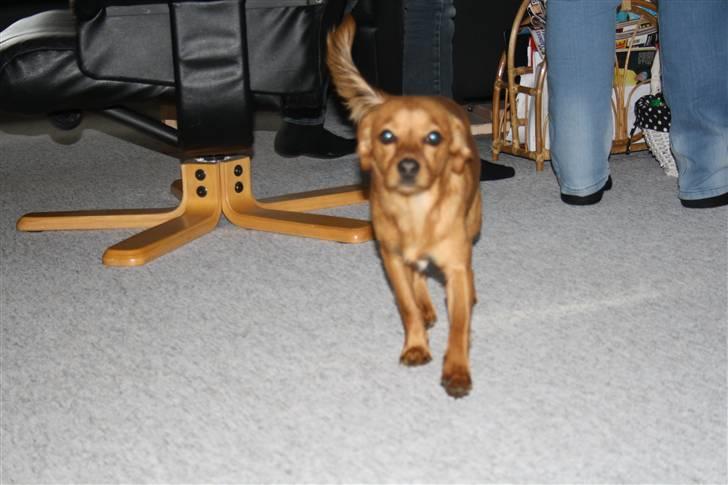 Blanding af racer Buster billede 10