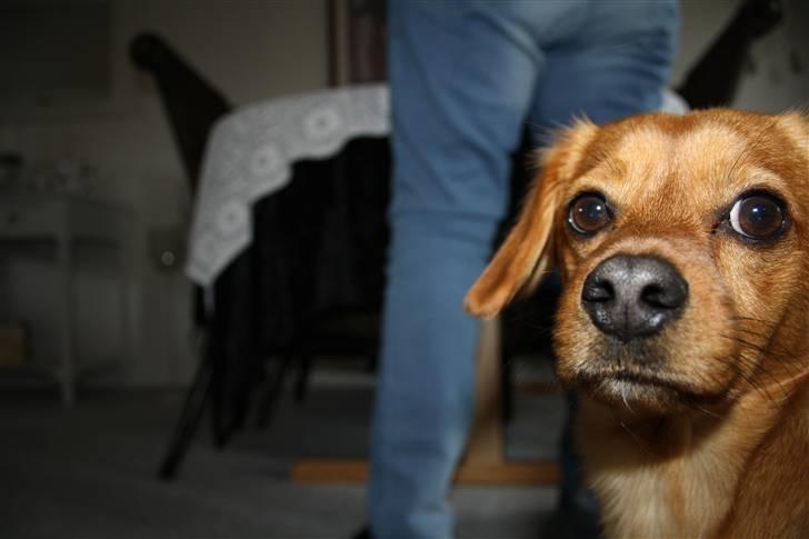 Blanding af racer Buster billede 11