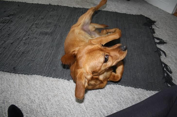 Blanding af racer Buster billede 12