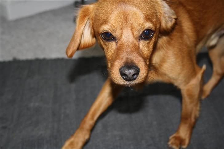 Blanding af racer Buster billede 13