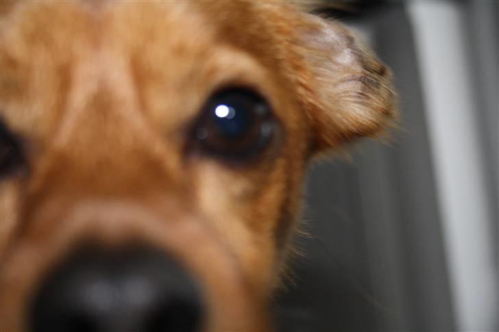 Blanding af racer Buster billede 14