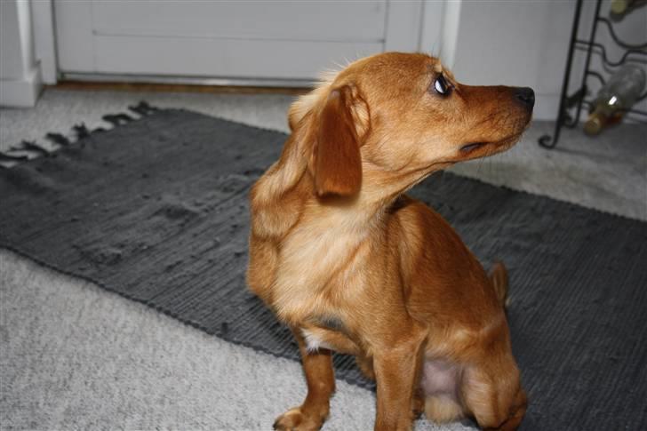 Blanding af racer Buster billede 15