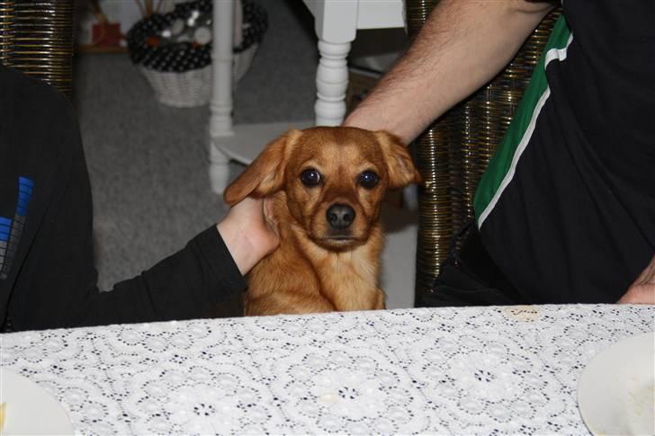 Blanding af racer Buster billede 16