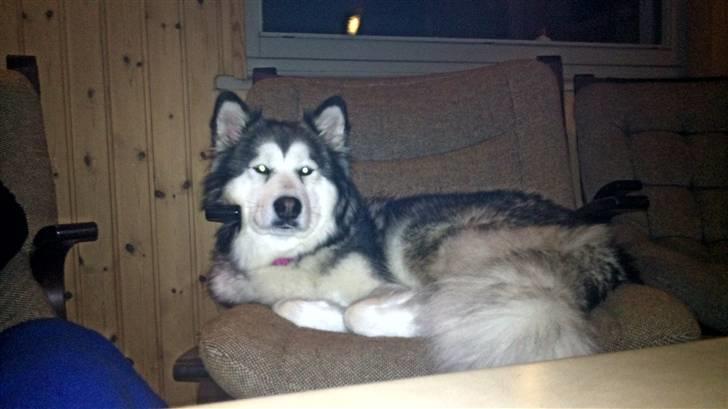 Blanding af racer Poppi billede 7