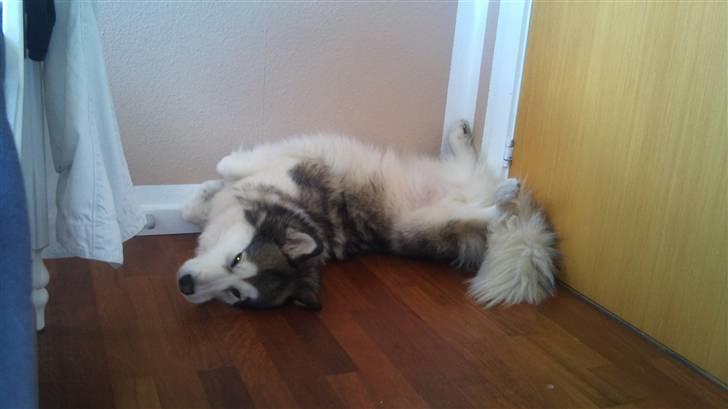 Blanding af racer Poppi billede 8