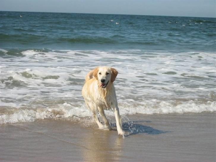 Golden retriever Trisha - Trisha er helt vild med stranden. billede 10