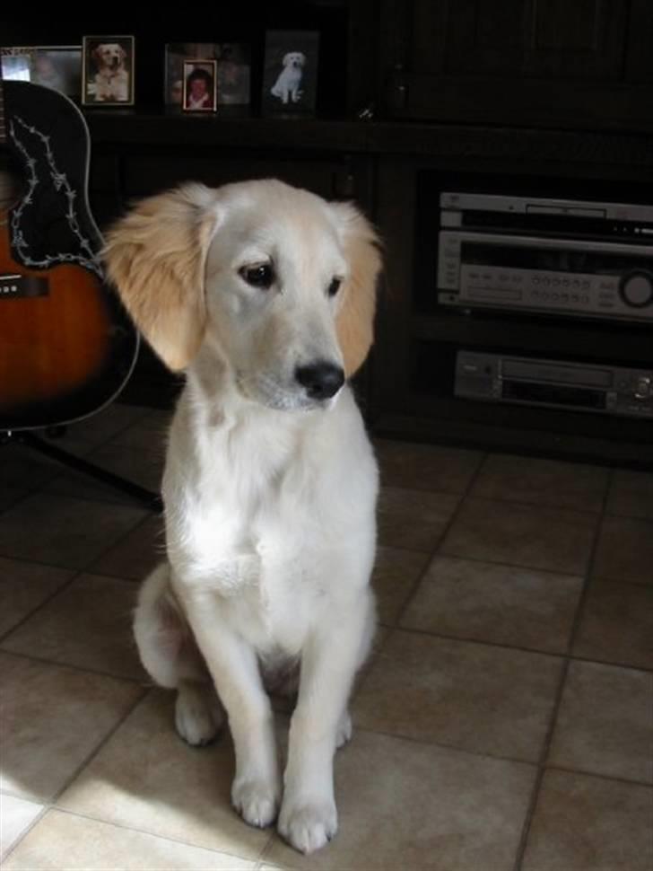 Golden retriever Trisha - Trisha, 1 år. billede 11