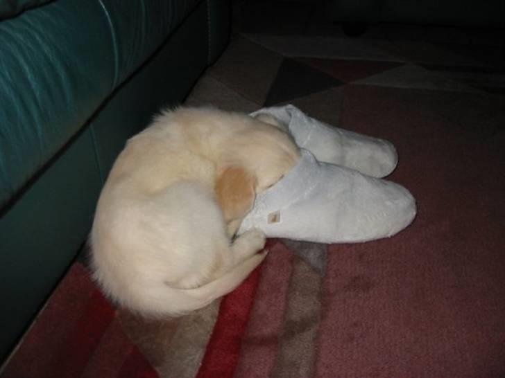 Golden retriever Trisha - Trisha ligger med hovedet i en tøffel - Hun er lidt mærkelig :D billede 12