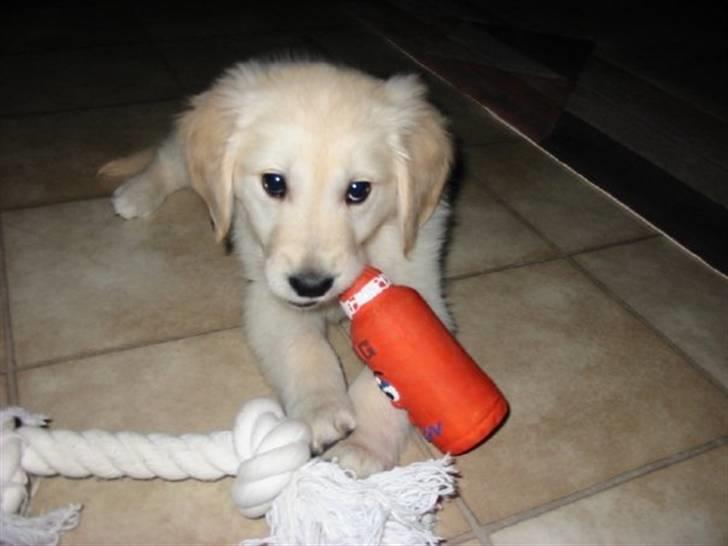 Golden retriever Trisha - Trisha med sit legetøj. billede 13