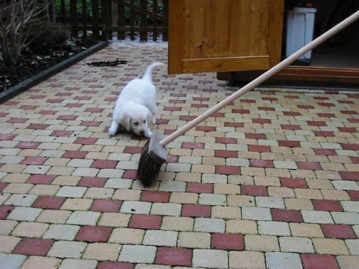 Golden retriever Trisha - Trisha forstår ikke hvad kosten laver og prøver at stoppe den.  billede 14