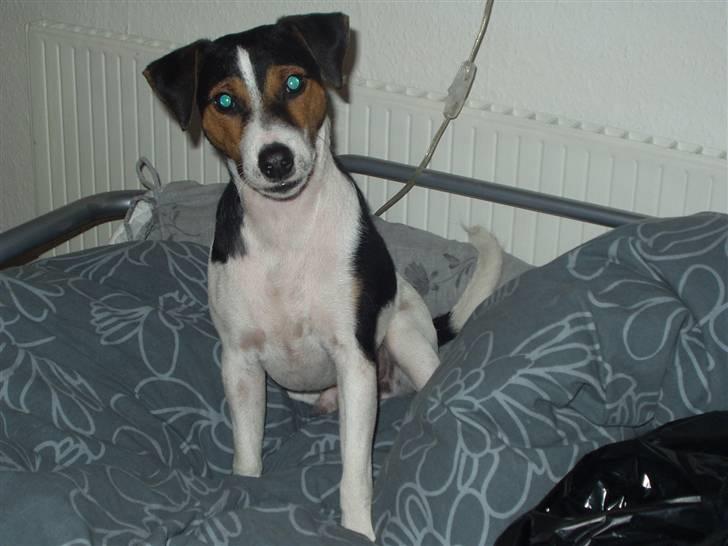 Jack russell terrier Nelson billede 13
