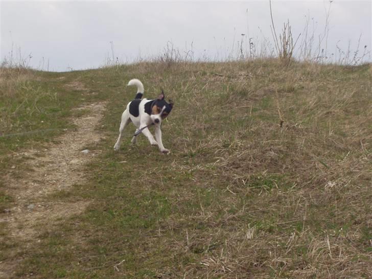 Jack russell terrier Nelson billede 14
