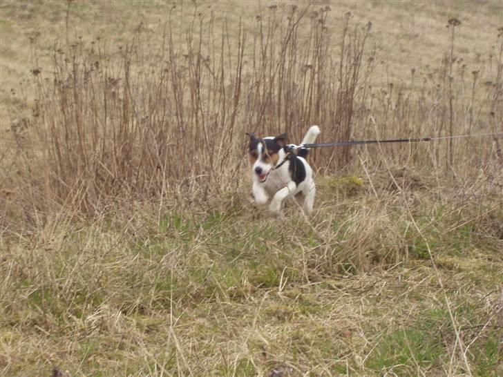 Jack russell terrier Nelson billede 15
