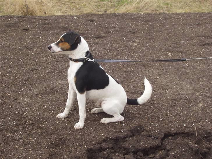 Jack russell terrier Nelson billede 16