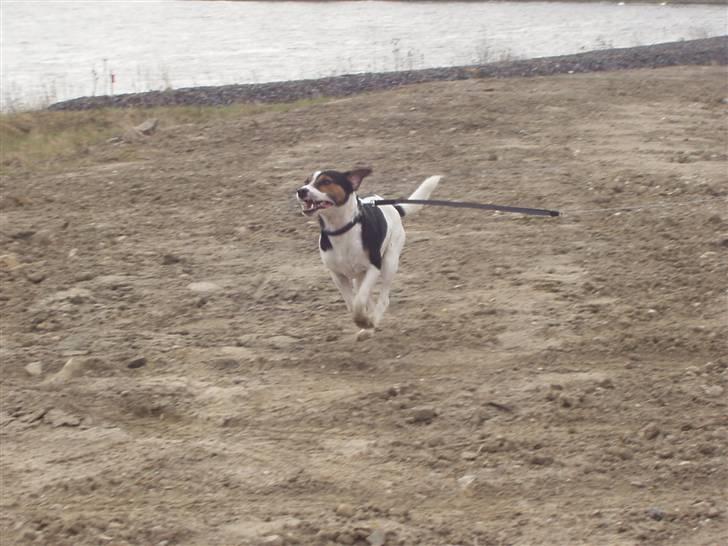 Jack russell terrier Nelson billede 17