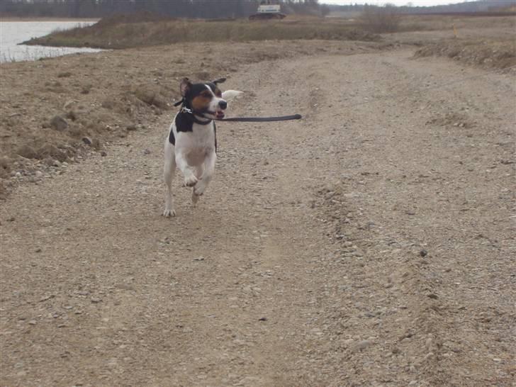 Jack russell terrier Nelson billede 18