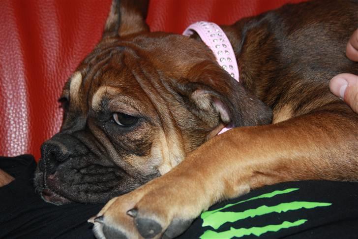 Olde english bulldogge Fenja billede 4