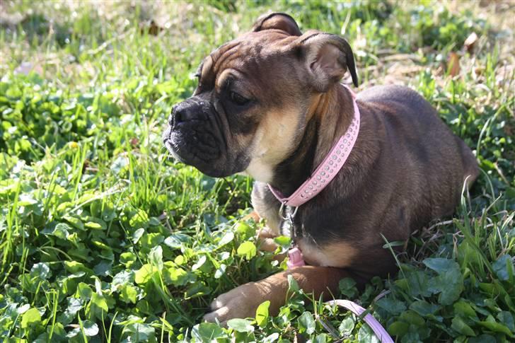 Olde english bulldogge Fenja billede 5
